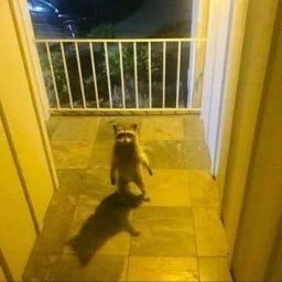 Cursed Raccoon Images