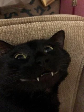 Cursed Black Cat Images