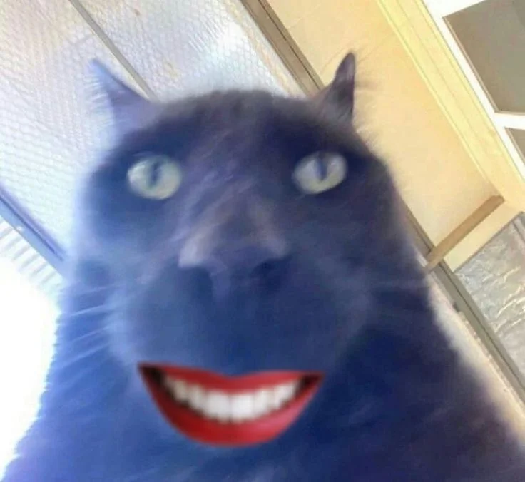 cursed cat images reddit